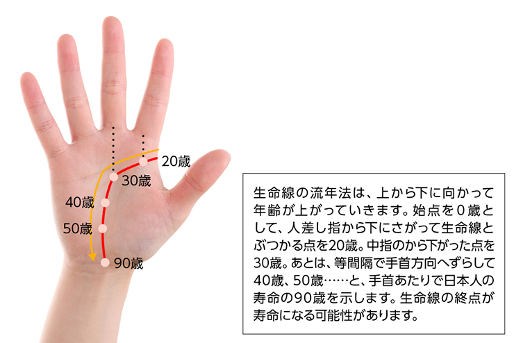 年齢の読み解き方の目安:生命線の流年法は上から下に向かって年齢を示しており、始点を0歳とし、人差し指から生命線と重なる点を20歳、中指と重なる点を30歳、以降手首方へ等間隔10歳ずつ数え、生命線の終点が寿命になる可能性があります。