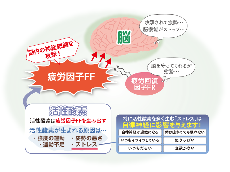 脳疲労のメカニズム