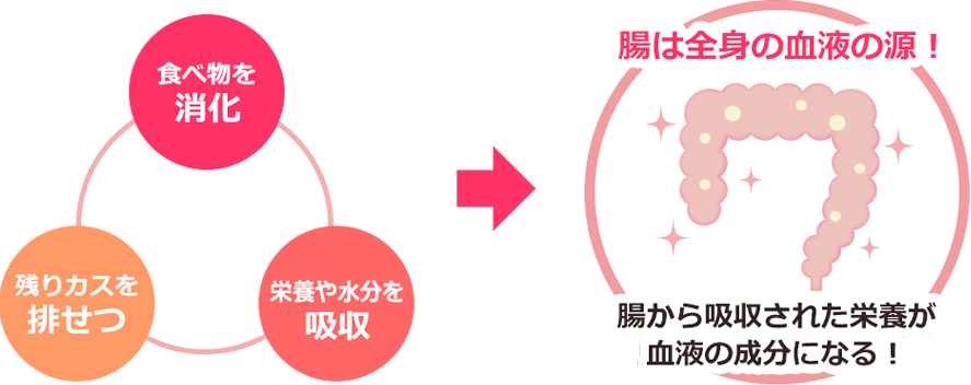 腸は全身の血液の源!腸から吸収された栄養が血液の成分になる!