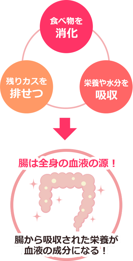 腸は全身の血液の源！腸から吸収された栄養が血液の成分になる！