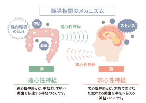 脳腸相関のメカニズムに関する画像です。