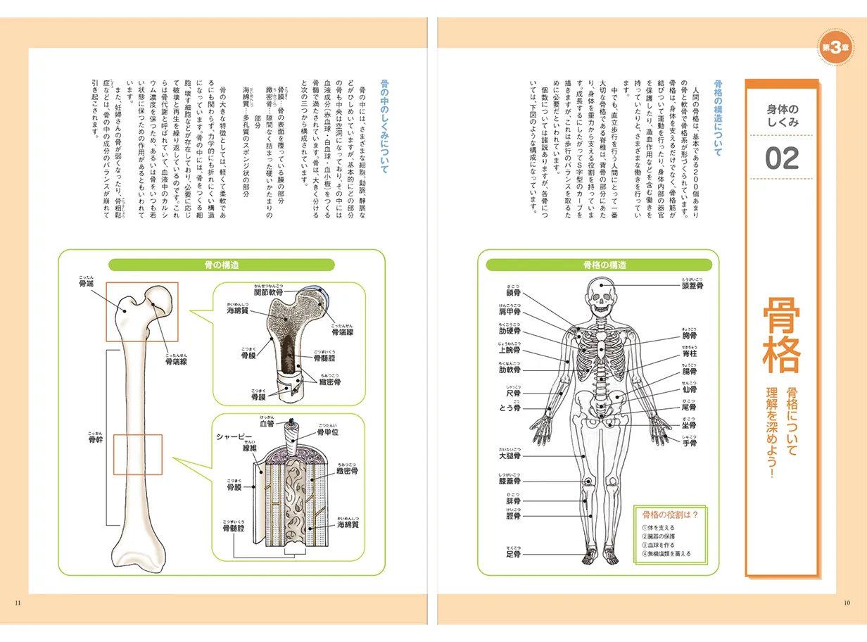 身体のしくみを解説したテキスト見開きページ