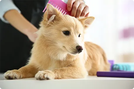 ペットの画像