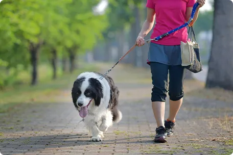 犬を散歩する画像