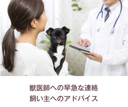 獣医師への早急な連絡 飼い主へのアドバイス