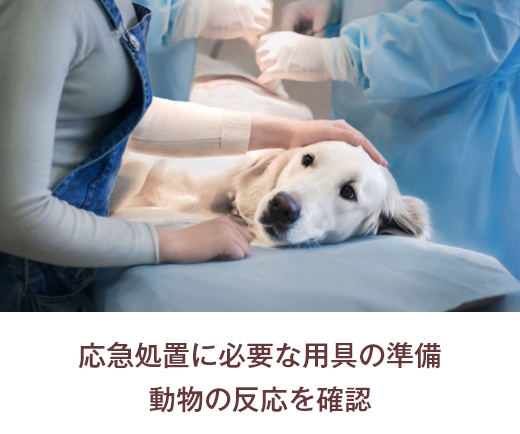 応急処置に必要な用具の準備 動物の反応を確認
