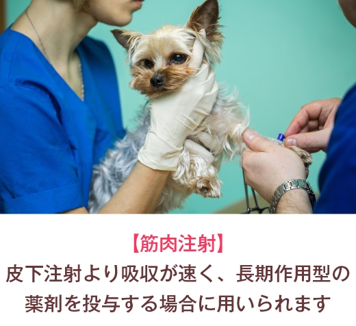 【筋肉注射】皮下注射より吸収が速く、長期作用型の薬剤を投与する場合に用いられます