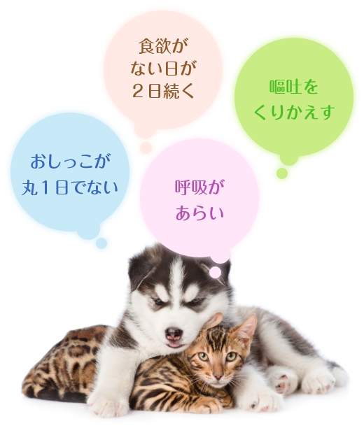 食欲がない日が２日続く 嘔吐をくりかえす おしっこが丸１日でない 呼吸があらい