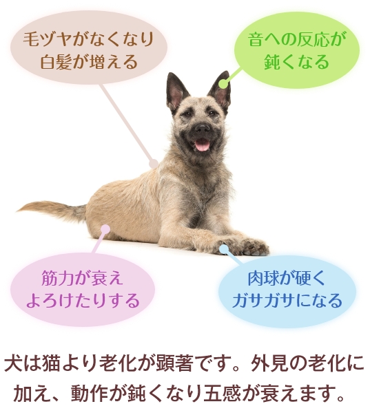 犬は猫より老化が顕著です。外見の老化に加え、動作が鈍くなり五感が衰えます。