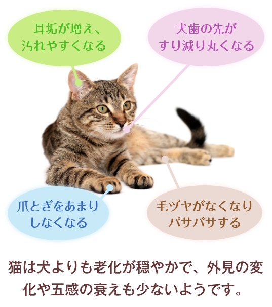 猫は犬よりも老化が穏やかで、外見の変化や五感の衰えも少ないようです。