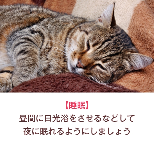 【睡眠】昼間に日光浴をさせるなどして夜に眠れるようにしましょう