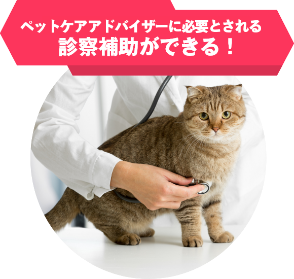 上級ペット看護士 資格取得講座 動物管理の資格 通信教育講座 資格のキャリカレ