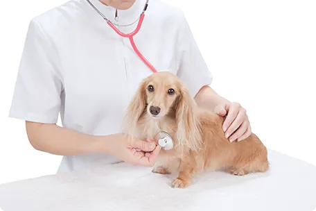 動物を診察する画像