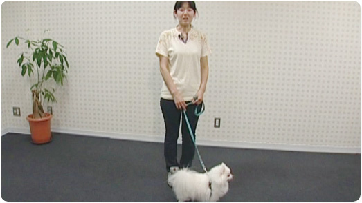 犬の保定