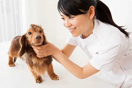 ペットの救急処置
