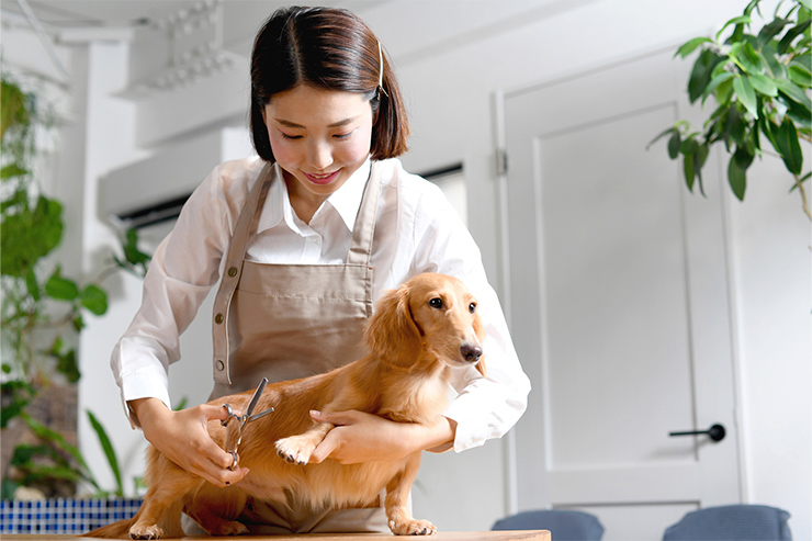 働きながらでもトリマーの資格は取得できる?