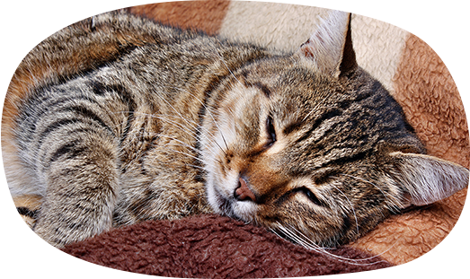 病気や異変に早く気づいて適切に対処できる!