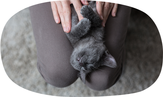 アロマトリートメントで、ペットの心も癒やせる!