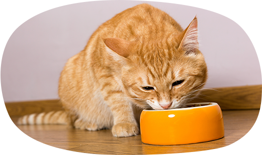 手づくりごはんで、毎日がもっと楽しい!