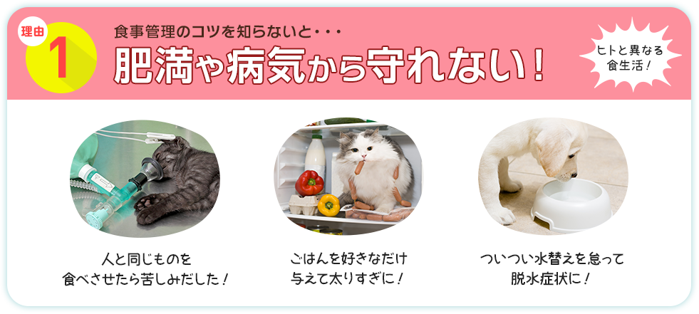 理由1 食事管理のコツを知らないと・・・肥満や病気から守れない！