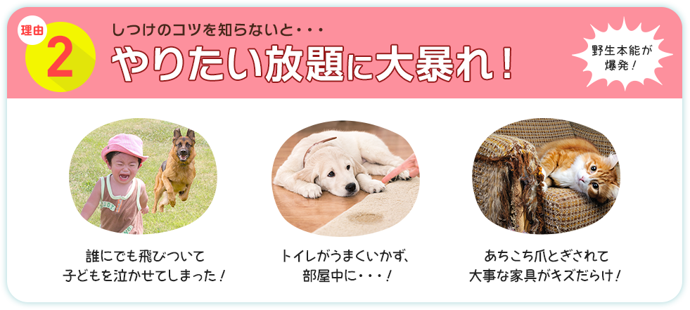 理由2 しつけのコツを知らないと・・・やりたい放題に大暴れ！