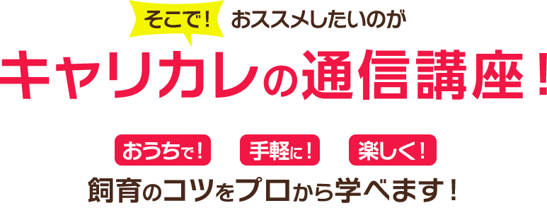 そこで！おススメしたいのがキャリカレの通信講座！おうちで！手軽に！楽しく！飼育のコツをプロから学べます！