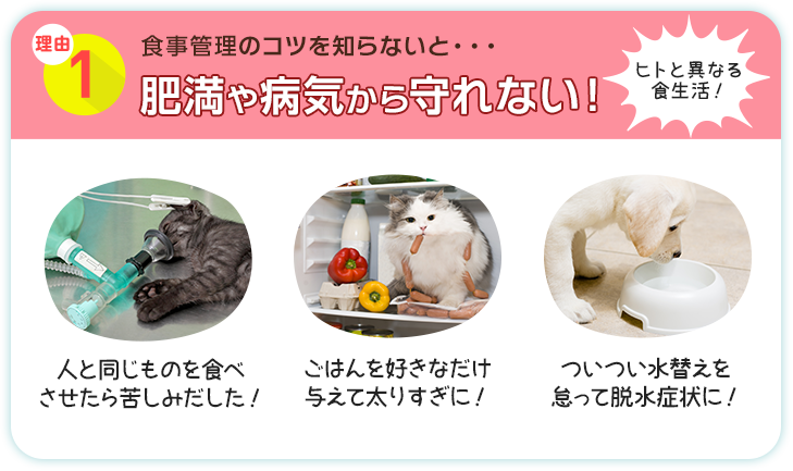 理由1 食事管理のコツを知らないと・・・肥満や病気から守れない！