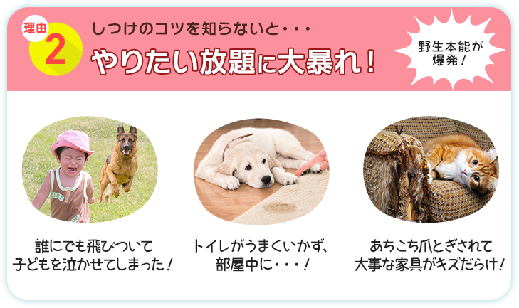 理由2 しつけのコツを知らないと・・・やりたい放題に大暴れ！