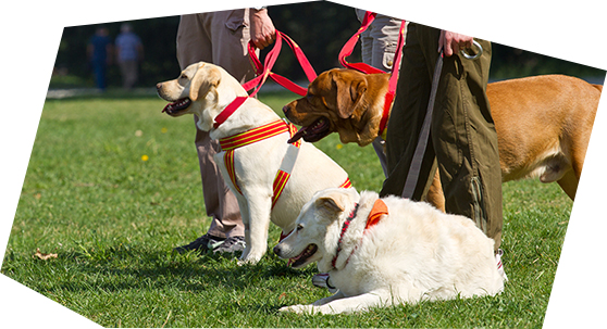 ペットケアアドバイザー＆ペットセラピスト